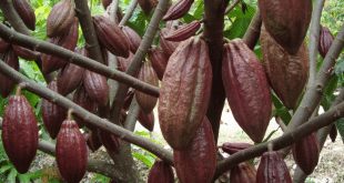 buah kakao
