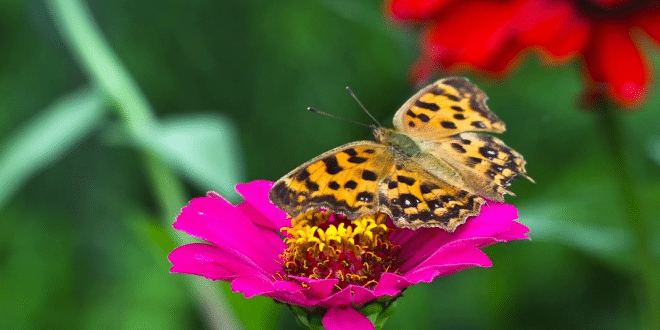 kupu-kupu di tanan bunga