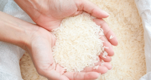beras impor