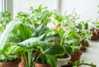 merawat tanaman dalam pot